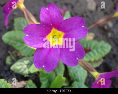 Fiori viola di primule (primula) vulgaris o inglese primrose primavera fiorisce in giardino. Delicati petali e stami che attirano le api per il g Foto Stock