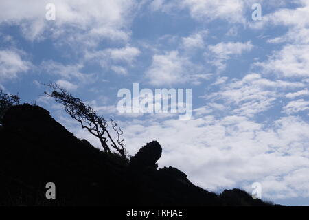 Stagliano pendio con un vento bruciato recedono Bush contro un equo Meteo cielo di nuvole Altocumulus. Isola di Skye, Scotland, Regno Unito. Foto Stock