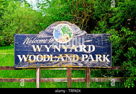 Wynyard parco boschivo, Thorpe Thewles, Nord Est Inghilterra Foto Stock