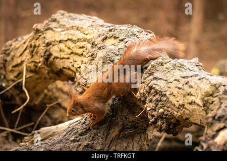 Scoiattolo rosso nel selvaggio Foto Stock