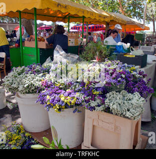 Blossoms quasi overflow dei loro contenitori al pubblico ombreggiato fiore e produrre mercato accanto al Palazzo di Diocleziano, Split, Croazia. Foto Stock
