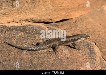 Tree Skink Foto Stock