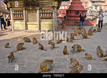Macaco Rhesus scimmie Mangiare grano sparse vicino al golden Hariti (Ajima) tempio di Swayambhunath, Kathmandu, Nepal Foto Stock