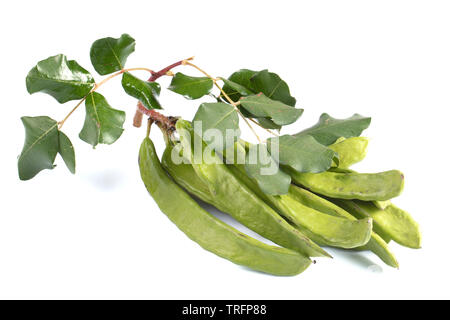 Verde baccelli di carruba isolati su sfondo bianco.Ceratonia siliqua, comunemente noto come il carrubo o carruba bush.carrubo.sano dolce organico carruba Foto Stock