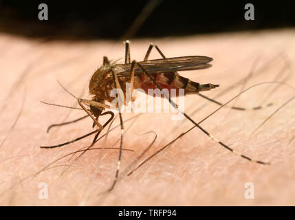 Close up di una femmina di zanzara Culex pipiens addome engorging con un pasto di sangue da perforare la pelle umana con ago come elemento a proboscide Foto Stock