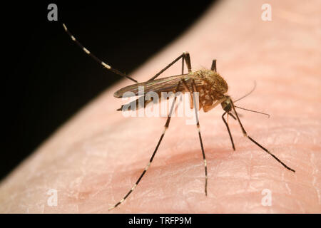 Close up di zanzara femmina con sollevate la gamba posteriore come un antena mentre la perforazione della pelle umana con la proboscide per succhiare il sangue Foto Stock