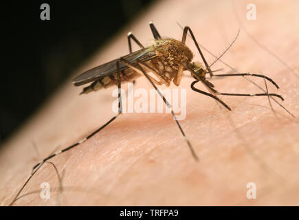 Close up di una femmina di zanzara Culex pipiens perforare la cute umana con ago come elemento a proboscide per aspirare un pasto di sangue Foto Stock