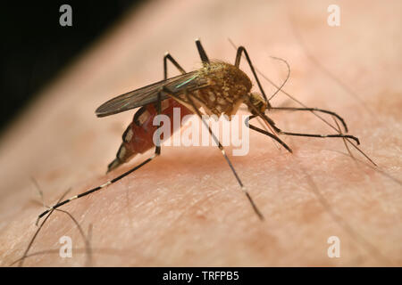 Close up di una femmina di zanzara Culex pipiens con addome congestioni con un pasto di sangue da perforare la pelle umana con ago come elemento a proboscide Foto Stock