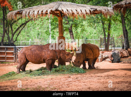 Rhino zoo fattoria nel parco nazionale / rinoceronte bianco con il fango Foto Stock