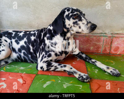 Cane dalmata sul pavimento e sullo sfondo di un muro grigio Foto Stock