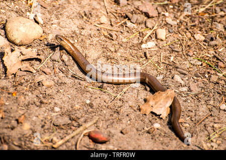 Blindworm europea su una strada Foto Stock