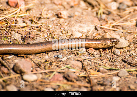 Blindworm europea su una strada Foto Stock