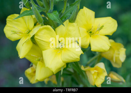 Enotera fiori giallo macro Foto Stock