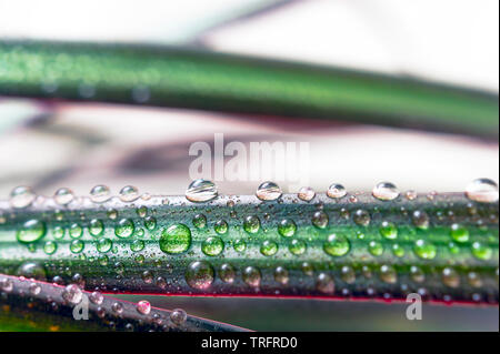 Gocce di acqua su una foglia di rosso refilato Dracaena. Immagine macro di pioggia naturale, gocce di rugiada. Il giardinaggio, acqua fresca, concetto ambientale. Foto Stock