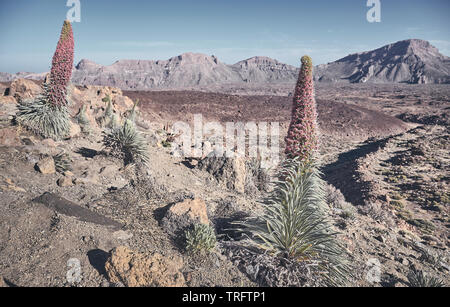 Retrò tonica foto del Parco Nazionale del Teide Paesaggio con torre di gioielli impianto, Tenerife, Spagna. Foto Stock