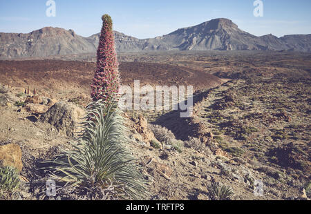 Retrò tonica foto del Parco Nazionale del Teide Paesaggio con torre di gioielli impianto, Tenerife, Spagna. Foto Stock