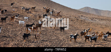 Cabra majorera. Pueblo Lezque. Isla Fuerteventura. Provincia di Las Palmas. Islas Canarias. España Foto Stock