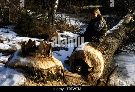 Un grande aspen tree, (osp in norvegese), abbattuto da un castoro accanto al fiume Svinna in Våler kommune, Østfold, Norvegia. Questo è uno dei più grandi alberi tagliati da un castoro in questa zona. Il fiume è una parte dell'acqua sistema chiamato Morsavassdraget. Marzo, 1981. Foto Stock