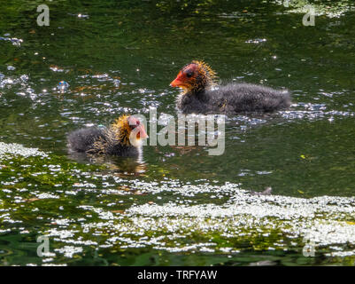 Giovani pulcini di folaga fulica atra con becchi rosso e giallo capi abbattuti per il loro primo nuotare in un lago di Somerset, Regno Unito Foto Stock