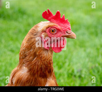 Ritratto di un becco rifilato pollo di salvataggio su un smallholding DERBYSHIRE REGNO UNITO Foto Stock