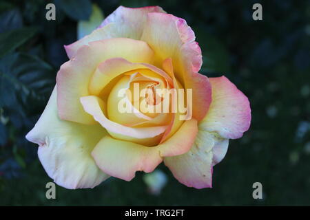 Luce soft bianco giallo rosa rosa Foto Stock