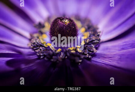 Bella vista macro all'interno di una vibrante luminose viola e blu Anemone legno fiore di primavera che mostra il polline stame, filamenti e antera closeup Foto Stock