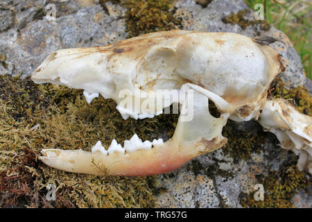 Red Fox cranio Vulpes vulpes su una roccia nel Migneint-Arenig-Dduallt zona speciale di conservazione, Snowdonia, Galles Foto Stock