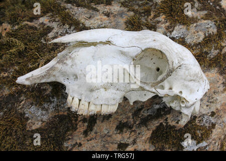 Cranio di pecora su una roccia nel Migneint-Arenig-Dduallt zona speciale di conservazione, Snowdonia, Galles Foto Stock