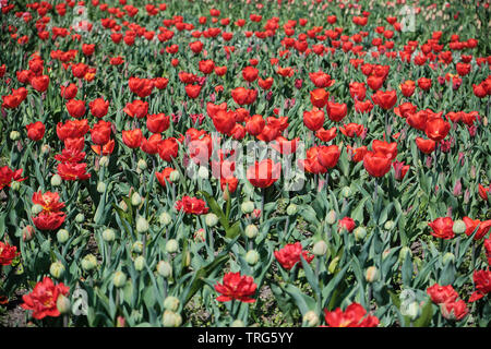 Un campo di fioritura di tulipani rossi, alcune gemme in primo piano Foto Stock