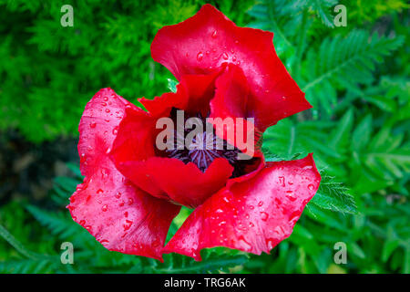 Close up di papavero rosso dei fiori in un paese di lingua inglese giardino Foto Stock