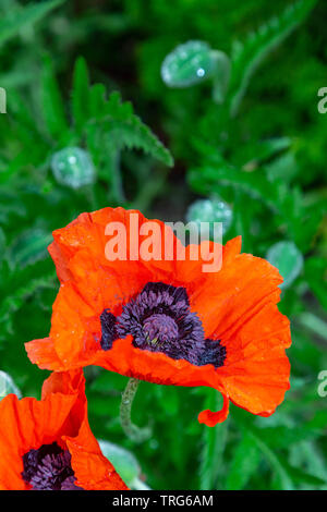 Close up di papavero rosso dei fiori in un paese di lingua inglese giardino Foto Stock