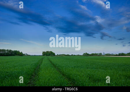 Le tracce in un campo verde, Horizon e nuvole su un cielo blu - vista serale Foto Stock