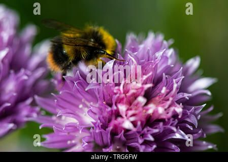 Un Bumble Bee sul fiore di un'erba cipollina (Allium schoenoprasum) Foto Stock