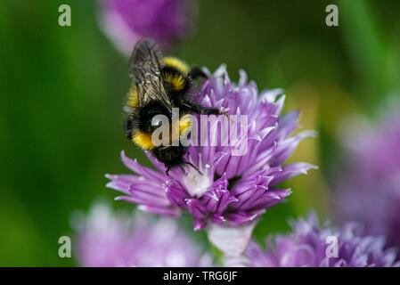Un Bumble Bee sul fiore di un'erba cipollina (Allium schoenoprasum) Foto Stock