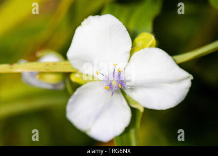 Il fiore di un giglio spider 'Osprey' (Tradescantia 'Osprey') Foto Stock