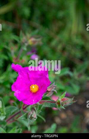 Close up di Potentilla fiori in un paese di lingua inglese giardino Foto Stock