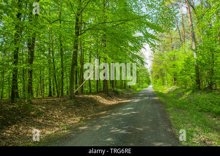 Una dritta strada di ghiaia attraverso una foresta verde - Vista di primavera Foto Stock