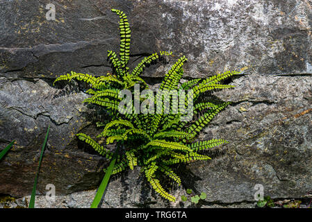 Una spleenwort di maidenhair (Asplenium trichomanes) che cresce in un muro Foto Stock