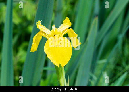 Il fiore di giallo (iris Iris pseudacorus) Foto Stock