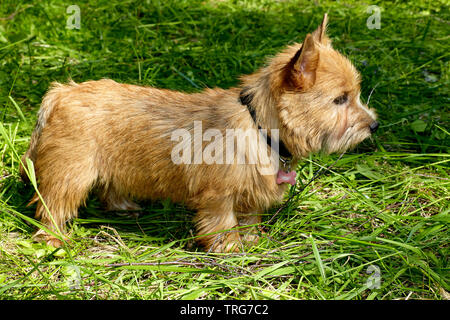 Il ritratto di Norwich Terrier puppy in un giardino Foto Stock
