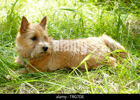 Il ritratto di Norwich Terrier in un giardino Foto Stock