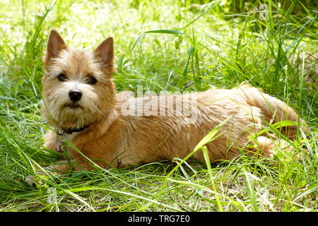 Norwich Terrier cucciolo nell'erba verde Foto Stock