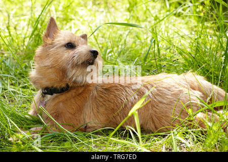Norwich Terrier su erba verde in giardino Foto Stock