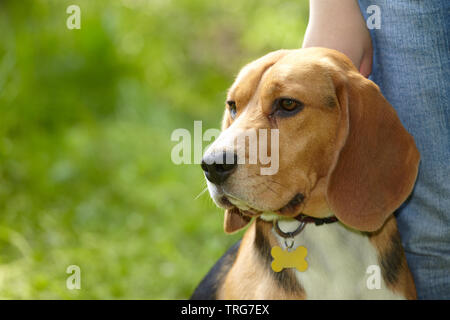 Cane Beagle ritratto di testa profilo sinistro su uno sfondo verde outdoor in una natura closeup Foto Stock
