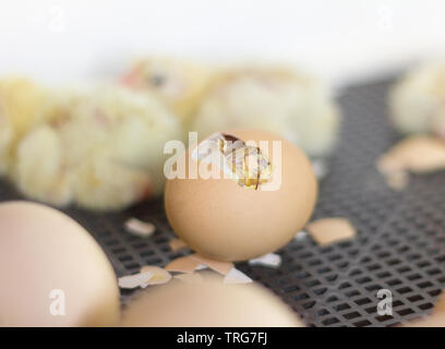 Le uova di gallina in incubatore,un uovo con un foro in cui è possibile vedere un piccolo pollo Foto Stock