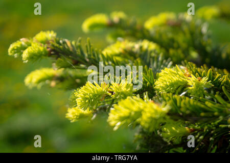 Fresco e verde germogliazione degli aghi in corrispondenza della estremità di un ramo su una conifera in primavera simbolico delle stagioni in un vicino la vista dettagliata Foto Stock