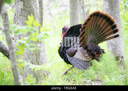 Eastern Wild Turchia maschio (Meleagris gallopavo) strutting attraverso la foresta in Canada Foto Stock