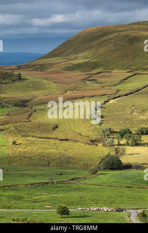 Pecore essendo arrotondati su Gortalughany, Co Fermanagh, Irlanda del Nord, Regno Unito Foto Stock