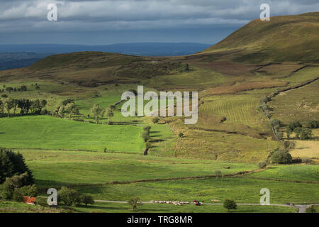 Pecore essendo arrotondati su Gortalughany, Co Fermanagh, Irlanda del Nord, Regno Unito Foto Stock