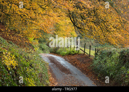 Colori dell'Autunno lungo la strada, Corton Hill, Somerset, Inghilterra, Regno Unito Foto Stock